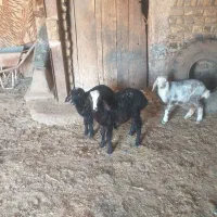 بره شیری علف خور و دو راس نربز سانن