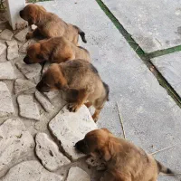 واگذاری توله سگ دو رگه روتوایلر|سگ|صوفیان, |دیوار