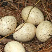 تخم بوقلمون و تخم مرغ امپراطور نطفه دار|حیوانات مزرعه|آکند, |دیوار