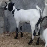 سه تا کهره سومال ناز و قشنگ داشتی