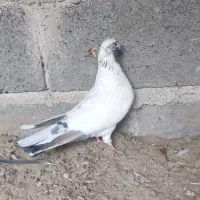 کبوتر|پرنده|میناب, |دیوار