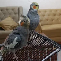 پرنده|پرنده|دزفول, |دیوار