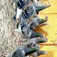 کبوترپلاکی مسافتی زاهدان