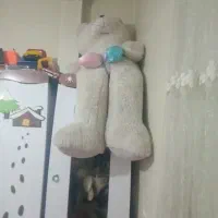 یک شاسخین برای ولنتاین