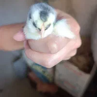 مرغ و جوجه های فول کیفیت گلین|حیوانات مزرعه|سمنان, |دیوار