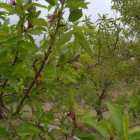 باغ بادرختان باربده بادام بافنس محدوده پل زمانخان