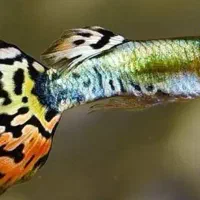 ماهی گوپی مولد|ماهی|اصفهان, نصرآباد|دیوار