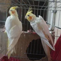 جفت عروس بالق