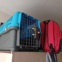 کیف و باکس حمل سگ