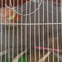 ۳عددقناری سرحال