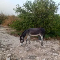 الاغ یا خر نر