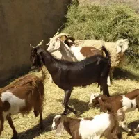 معاوضه باموتور