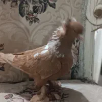 یه عدد ککلی ساری  ماده