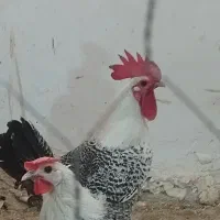 فروش جوجه مرغ و خروس های  خارجی