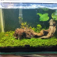 آکواریوم پلنت