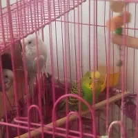 سه تا مرغ عشق تخم گذار|پرنده|ساری, |دیوار