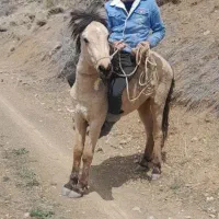 فروش کره اسب نریان