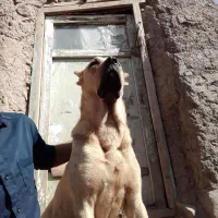 ماده سرابی واگزاری