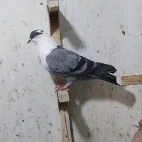 مخمل . سینه.|پرنده|شیراز, زند|دیوار