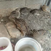 بلدرچین تخم گذار
