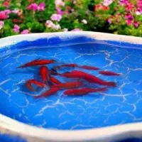 حوض ماهی عید|ماهی|اهواز, شهرک برق|دیوار