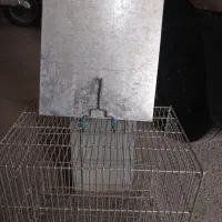 قفس غلامی سایز ۴ سهره|لوازم جانبی حیوانات|کرج, عظیمیه|دیوار