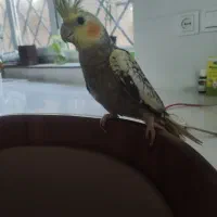 معاوضه مرغ|پرنده|بندر کنگان, |دیوار