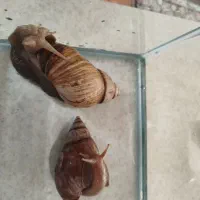 دوتاحلزون سایز20 سانتی|خزنده|تبریز, |دیوار