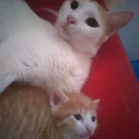 واگذاری رایگان