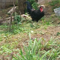 فروش خروس لهستانی جوان