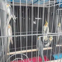 عروس هلندی سخنگو رام و دستی همه رنگ(مغازه معتبر)|پرنده|تهران, پونک|دیوار
