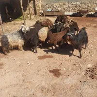 فروش گوسفند