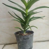 گل کاک توس
