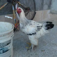 خروس برهما لایت|حیوانات مزرعه|مهریز, |دیوار