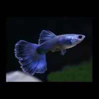 ماهی گوپی مولد