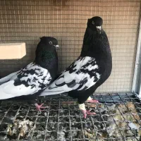 سینه سیاه ، کله ، سینه سبز|پرنده|شیراز, آزادگان|دیوار