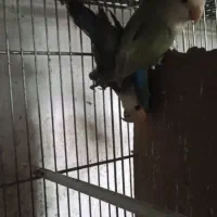 جفت کوتوله برزیلی جوجه مرغ عشق 1 کوتوله برزیلی نر|پرنده|نیشابور, فردوسی جنوبی|دیوار