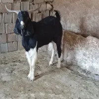 مهره چپش یک سال 35