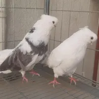 کبوتر نوک قنار