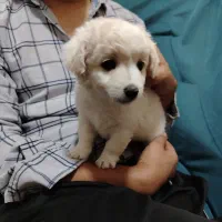 پودل|سگ|کرج, حیدرآباد|دیوار