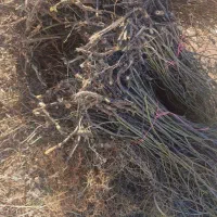 فروش پاجوش یانهال گل محمدی|گل و گیاه طبیعی|برزک, |دیوار