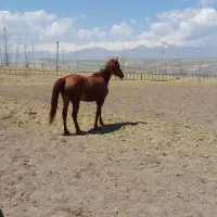 اسب کرد اصیل