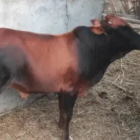 فروش ۳ گاو  رودان