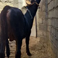 گوساله نر 11ماهە بور