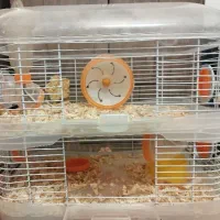 قفس همستر (فوری)