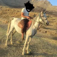 اسب کرد 6به7با موتور هم معاوضه میکنم|اسب و تجهیزات اسب‌سواری|کرمانشاه, |دیوار
