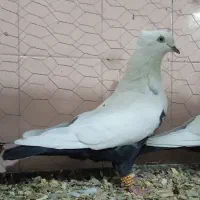 طوقی دمبی زردکرکی هندی سینه ای بوم دورگ غریب|پرنده|نجفآباد, یزدانشهر|دیوار