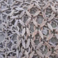 زنجیر محافظ چرخ لودر|قطعات یدکی و لوازم جانبی|مبارکه, |دیوار