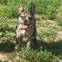 فرنچ بولداگ ماده