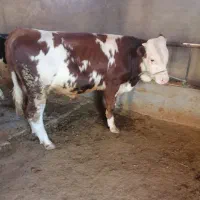 گوساله نر